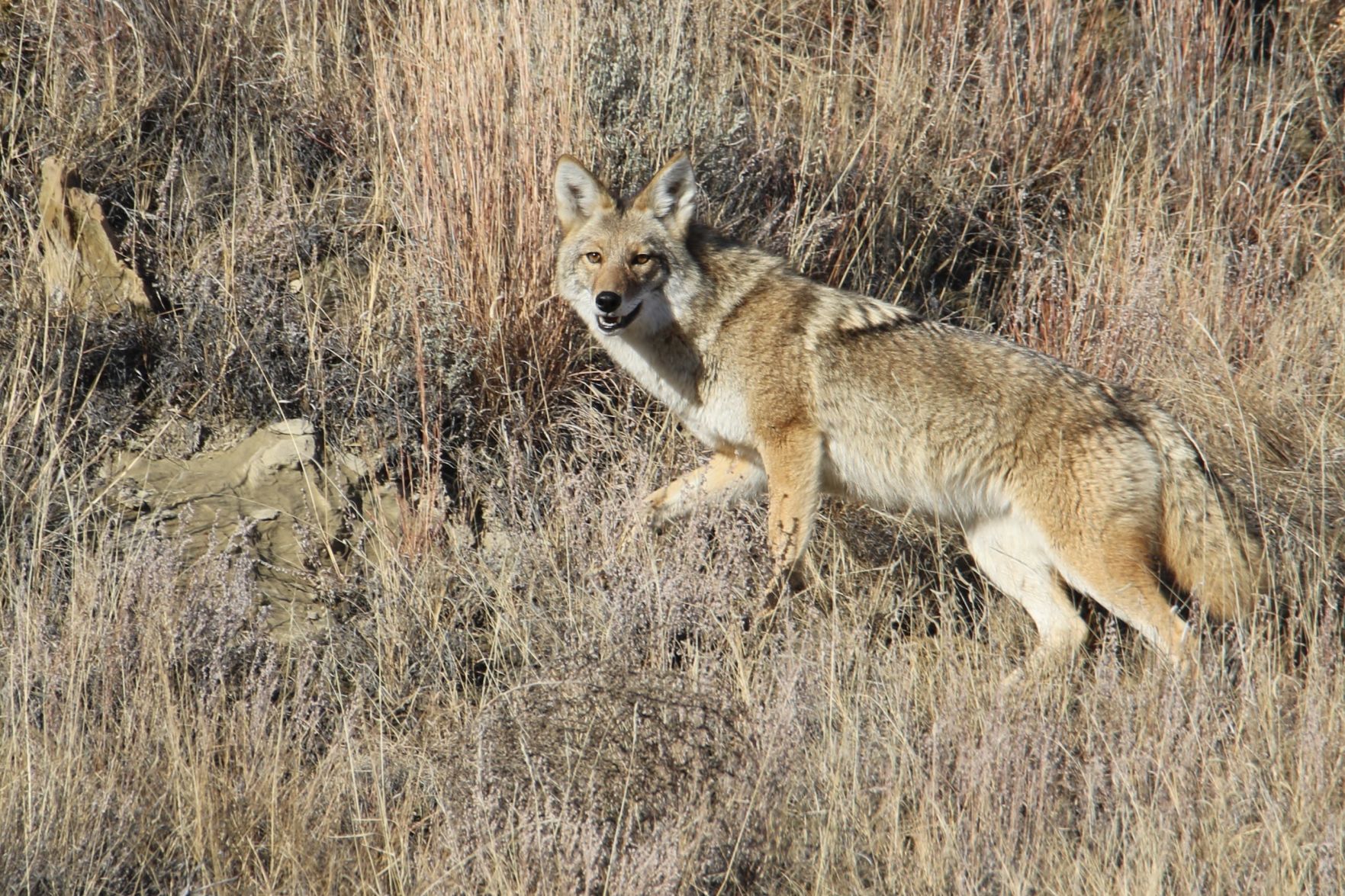 On the Prowl